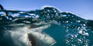 Australia, surfista ucciso da uno squalo a Sydney