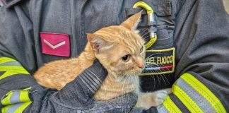 Roncoferraro, gattino bloccato sul tetto: i Vigili del Fuoco lo salvano