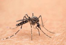 Prevenzione zanzare: a Mantova tecnici e amministratori a confronto