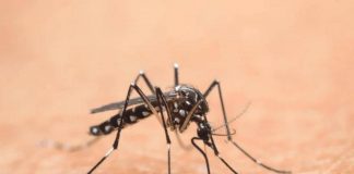 Epidemia di Chikungunya nel Veronese, guardia alta nei comuni mantovani di confine