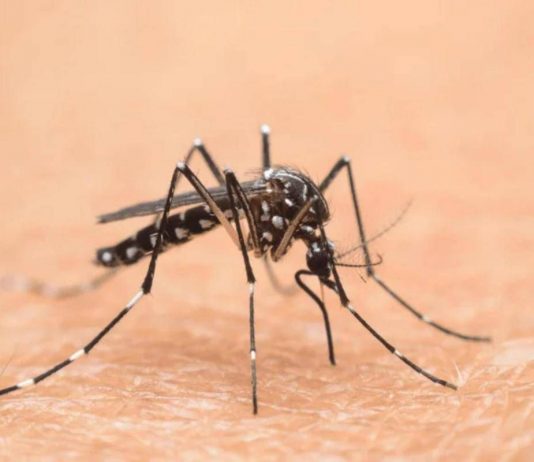 Prevenzione zanzare: a Mantova tecnici e amministratori a confronto