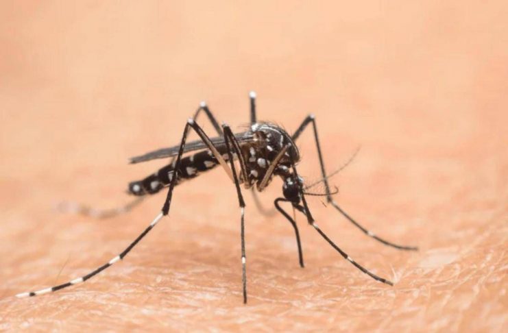 Prevenzione zanzare: a Mantova tecnici e amministratori a confronto