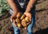 World Food Day, “Potatoes Forever!” celebra la sostenibilità