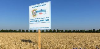 Con “Buongrano” Mulino Bianco porta l’agricoltura rigenerativa a tavola