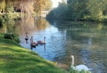 Goito, sabato “Poesie nel bosco”: tra natura e parole sul lungo Mincio