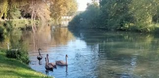 Goito, sabato “Poesie nel bosco”: tra natura e parole sul lungo Mincio