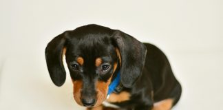 Ladri senza cuore: svaligiano la casa e rubano anche il cucciolo di bassotto