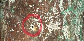 Cacciatori sparano contro un’abitazione: due giorni di paura a Portiolo