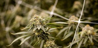 Farmaco con cannabis funziona contro dolore cronico, lo studio