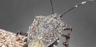 Cimice asiatica, torna l’emergenza: danni record a pere e mais, allarme degli agricoltori