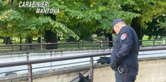 Controlli nell’Alto Mantovano: chiuso un bar, hashish nel registratore di cassa di una trattoria