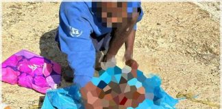 Orrore a Sezze, uccide e seziona un cane: guardie zoofile filmano tutto