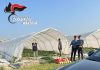 Caporalato e lavoro nero in aziende agricole mantovane: 4 attività sospese, 13 persone denunciate