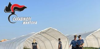 Caporalato e lavoro nero in aziende agricole mantovane: 4 attività sospese, 13 persone denunciate