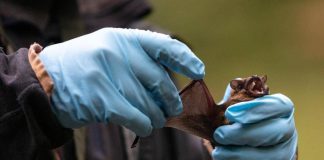 Coronavirus, pipistrelli e suini, lo studio sui rischi negli allevamenti del Nord Italia