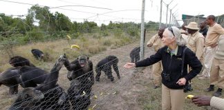 Addio a Jane Goodall, la donna che parlava con gli scimpanzé
