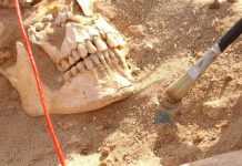 Due batteri sfiancarono l’esercito di Napoleone nella campagna di Russia