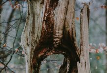 Autunno, natura e consapevolezza: vivere la stagione del foliage con accessori sostenibili