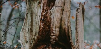 Autunno, natura e consapevolezza: vivere la stagione del foliage con accessori sostenibili