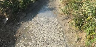 Pegognaga, morìa di pesci nei canali. RiAttiviamo: “Subito misure per tutelare fauna acquatica”