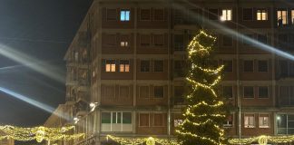 Festività natalizie, il Comune di Viadana cerca un pino da posizionare in piazza Manzoni