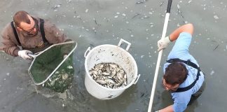 Quistello, Consorzio Bonifica e Fipsas: proseguono i recuperi ittici al Dugale Morello