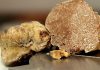 Legge sul tartufo, Carra (Pd) porta in Aula quattro emendamenti bocciati dal centrodestra