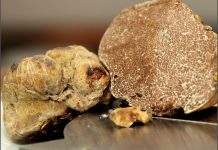 Legge sul tartufo, Carra (Pd) porta in Aula quattro emendamenti bocciati dal centrodestra