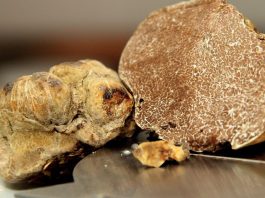 Legge sul tartufo, Carra (Pd) porta in Aula quattro emendamenti bocciati dal centrodestra