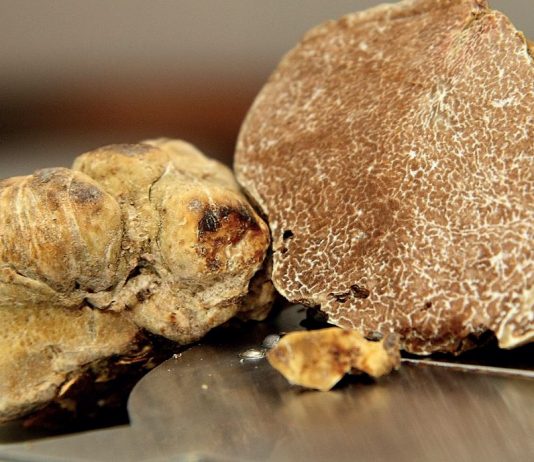 Legge sul tartufo, Carra (Pd) porta in Aula quattro emendamenti bocciati dal centrodestra