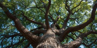 Sabbioneta, una quercia in memoria dei bambini venuti al mondo in silenzio