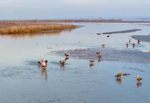 Cina, parco naturale nel Ningxia diventa un paradiso per gli uccelli migratori