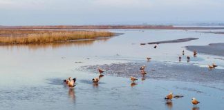 Cina, parco naturale nel Ningxia diventa un paradiso per gli uccelli migratori