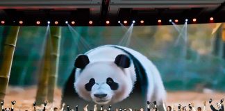 Cina: popolazione di panda giganti in cattività quasi raddoppiata in un decennio