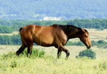 Volta Mantovana, infortunio sul lavoro in un maneggio: operaio colpito da un cavallo