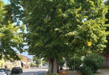 San Silvestro, raccolte 250 firme per salvare gli otto tigli “sani” di via Chiesa