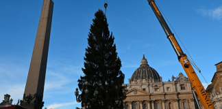 Piazza San Pietro, arriva il Natale: innalzato l’abete gigante da 27 metri