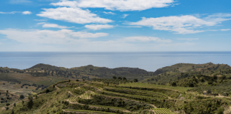 Vino: la Calabria si racconta a Roma, un anno di successi e un 2026 di nuova promozione