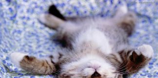 Gonzaga: la simpatia dei gatti protagonisti alla Millenaria con “Millenium Cat”