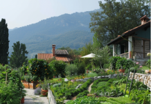 Malattie comuni dei cipressi e come curarle