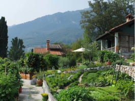 Malattie comuni dei cipressi e come curarle