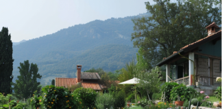 Malattie comuni dei cipressi e come curarle