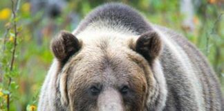 Paura in Canada, orso grizzly aggredisce scolaresca: un morto e 11 feriti