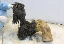 Gli ultimi momenti di vita del mammut lanoso Yuka svelati dall’Rna più antico del mondo