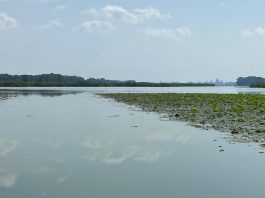 Mantova, al Parco del Mincio la presentazione dei monitoraggi sul fiume