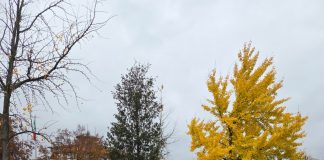 Tre lecci piantati a Marmirolo, Marengo e Pozzolo per la Giornata nazionale degli alberi