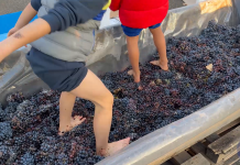 Sapori mantovani e la tradizione della pigiatura: Cantina di Quistello festeggia S.Martino