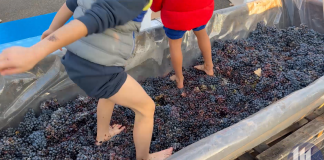 Sapori mantovani e la tradizione della pigiatura: Cantina di Quistello festeggia S.Martino