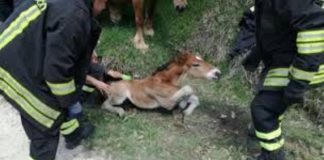 Asola: puledrino cade in un fossato, salvato dai Vigili del Fuoco