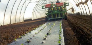 Agricoltura: telo Mater-Bi ammendante inorganico secondo Regolamento Ue
